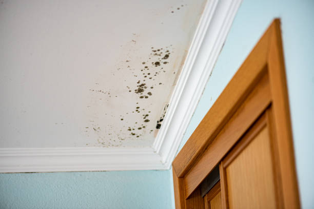 Best Crawl Space Mold Removal  in Epworth, IA