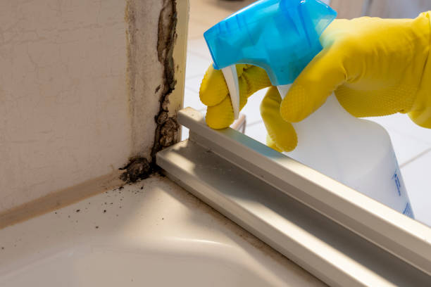 Best Affordable Mold Removal  in Epworth, IA