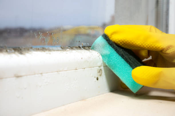 Best Residential Mold Removal  in Epworth, IA