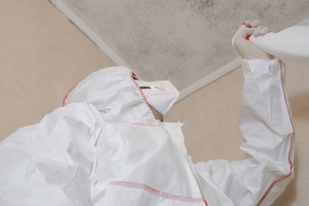 Mold Removal Process in Epworth, IA