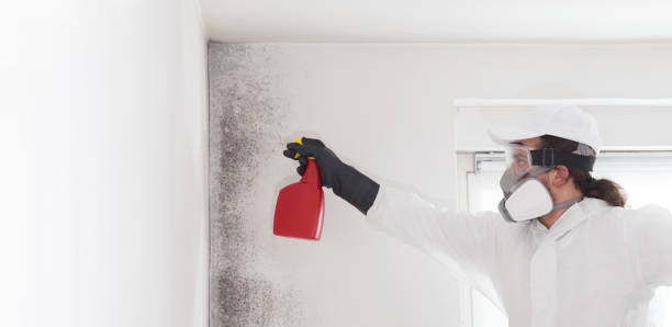 Best Emergency Mold Removal  in Epworth, IA