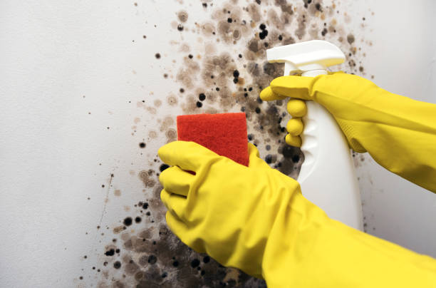 Best Professional Mold Removal  in Epworth, IA